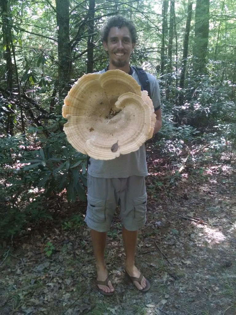 Berkeley's Polypore...I'm 6 feet for reference.
