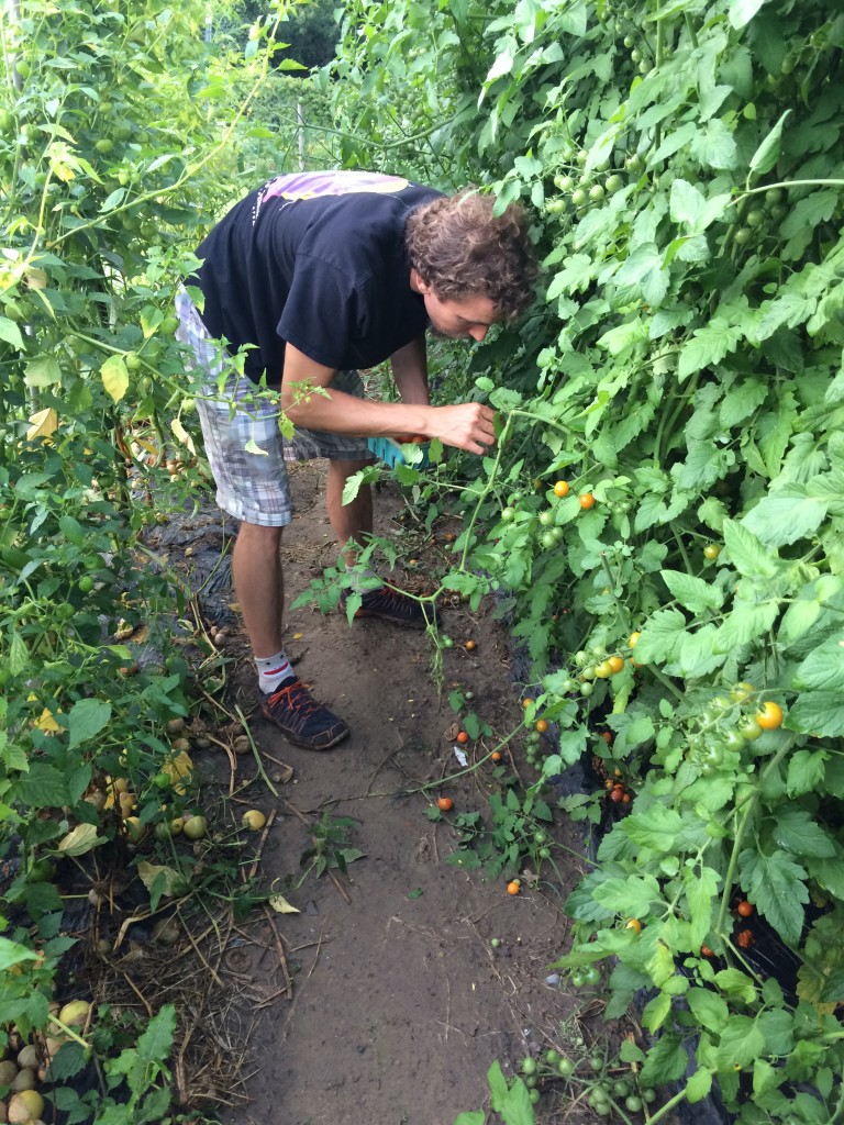 Foraging is fantastic, but cultivated crops certainly have a place in all of our hearts...and bellies. Cherry tomatoes even had my socks smiling.