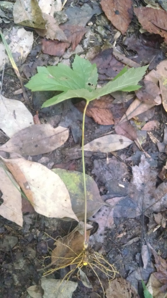 The Goldenseal Botanical Sanctuary includes one of the largest known natural patches of goldenseal at over 2 acres. That's a lot of antimicrobial potential!