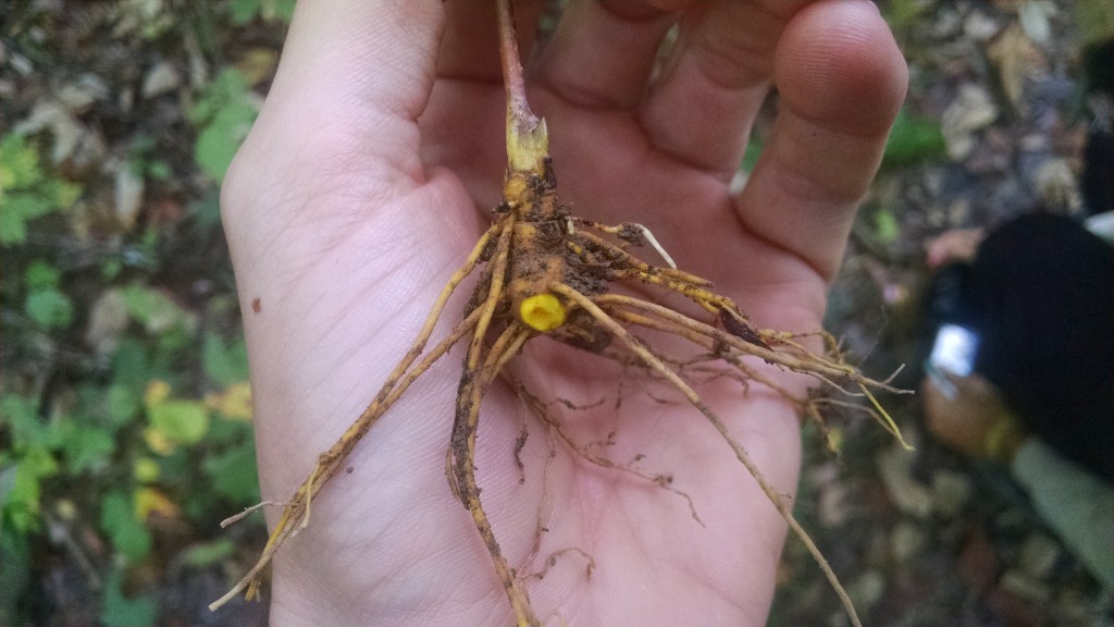 It's not hard to guess where the "golden" in goldenseal comes from...