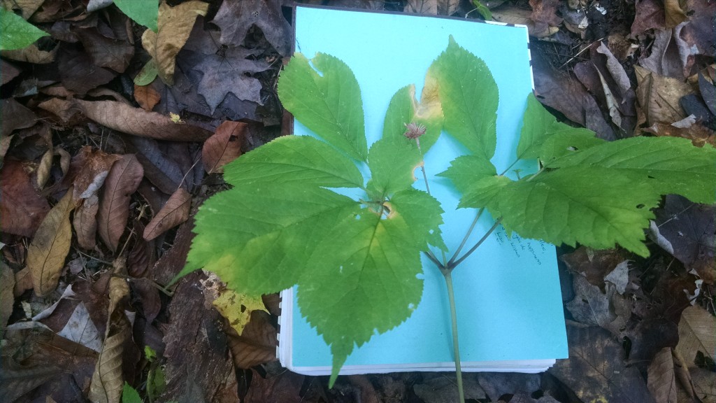 It's not everyday you see a 4-pronged ginseng successfully go to seed. Unless you're in a botanical sanctuary, I guess.