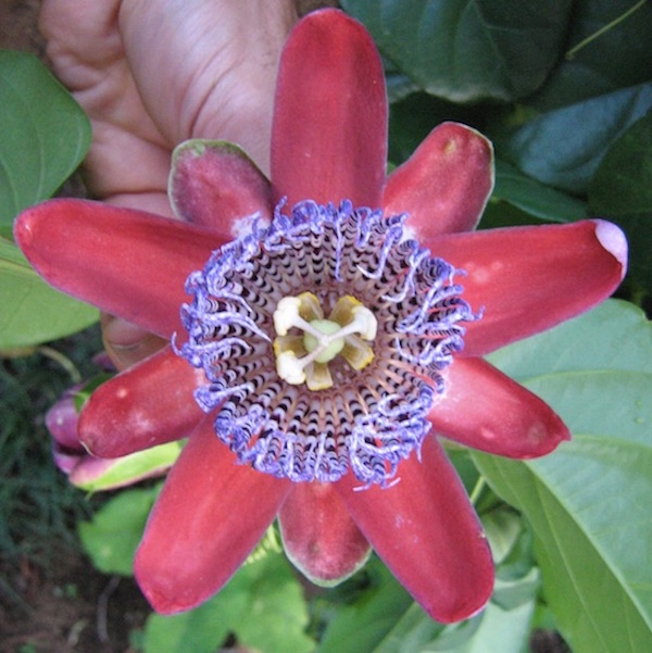 Passion Flower