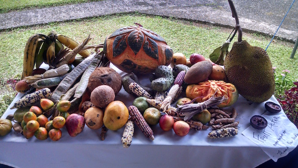 Fruit Display Medicines From the Edge