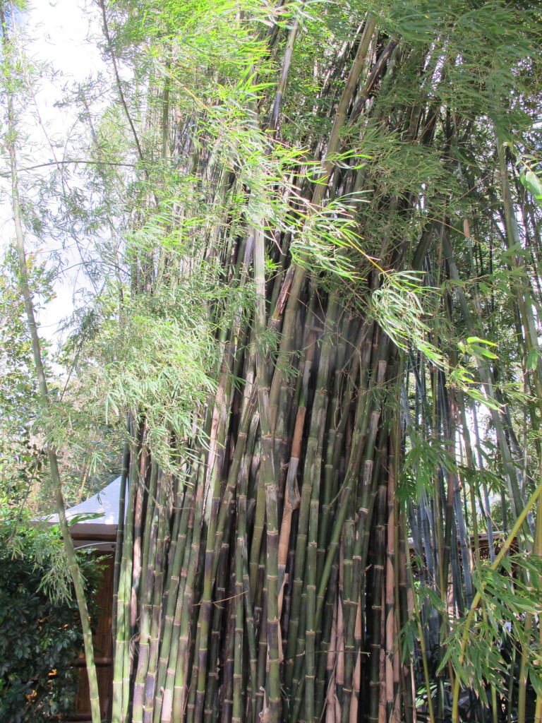Monastery Bamboo pictured is a good windbreak to protect structures during storms