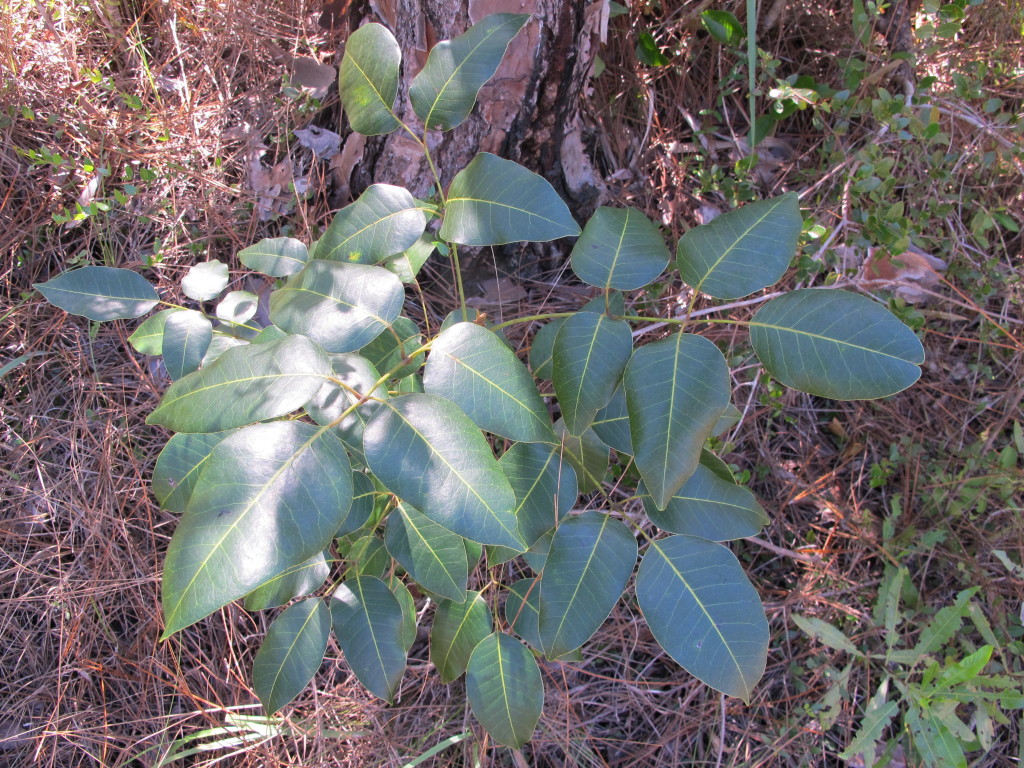 Poisonwood (Metopium toxiferum)