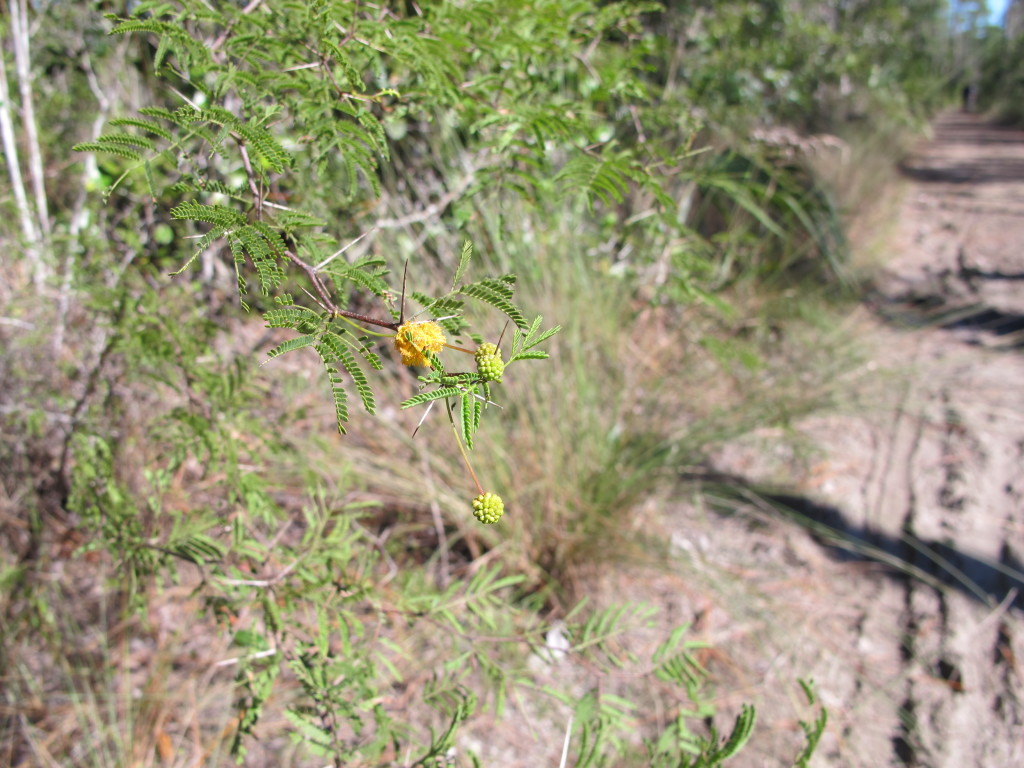 Pineland Acacia