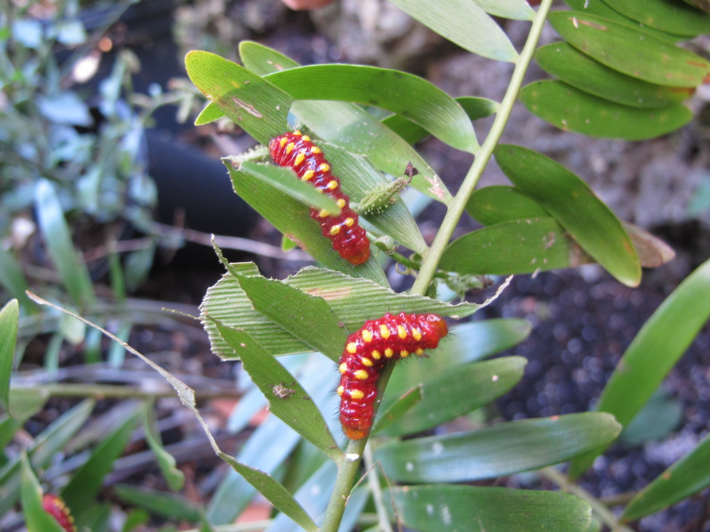 Atala butterfly caterpillars feeding on Coontie