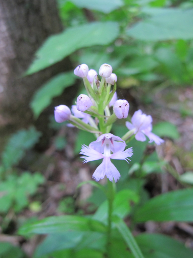 Small Purple Fringed Orchid (Platanthera psycodes)