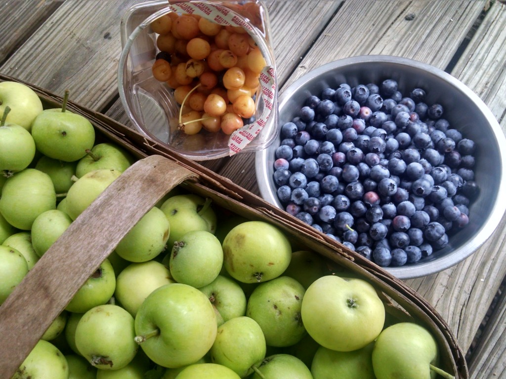 Blueberries, Yellow Cherries and Early Harvest apples from AIMS