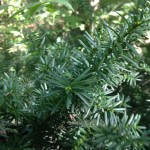 yew tree (Taxus sp.)