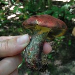 A bolete