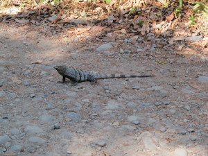 Lizard at Manuel Antonio