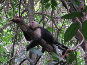 White Faced Monkey at Manuel Antonio National Park