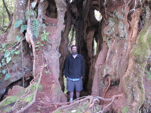 Jim Veteto inside a 4,000 plus year old Prunopitys tree