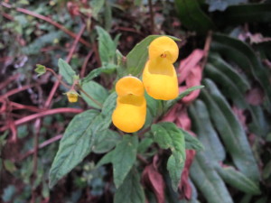 Zapatillas (Calceolaria sp.)